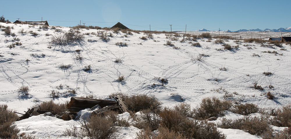 rabbit trails in the snow in bodie california