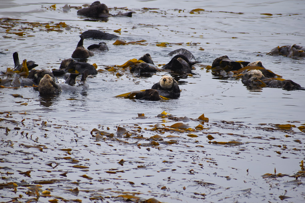 raft of sea otters in morro bay