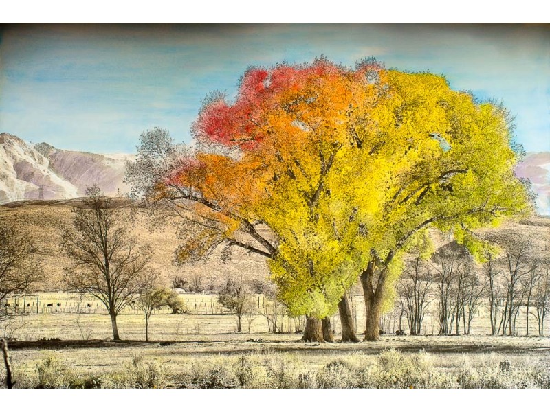 Hand colored cottonwood tree in the fall