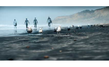 Surfers and Seagulls