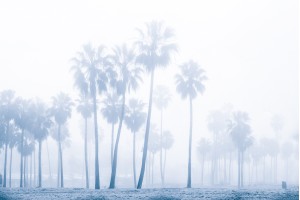 Venice Beach Palms