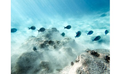 Underwater Hawaii