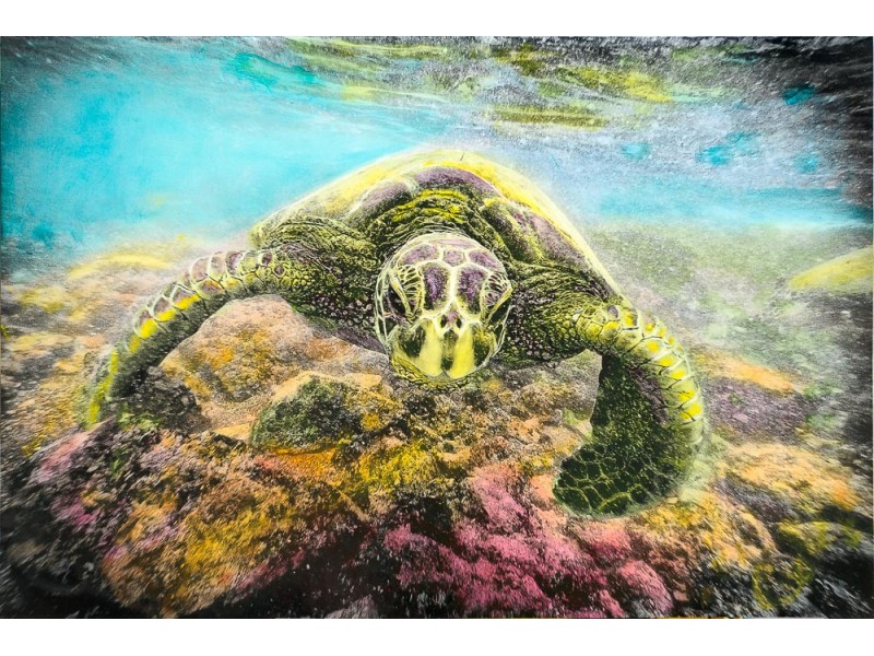 green sea turtle under water in hawaii