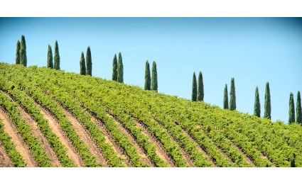Italian Cypress and Vineyard