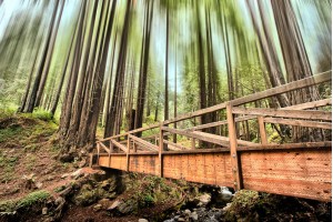 Limekiln Redwoods Bridge