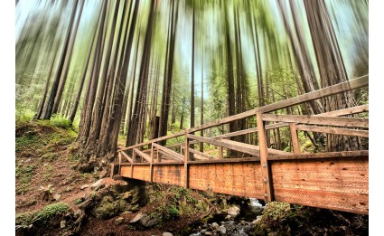 Limekiln Redwoods Bridge