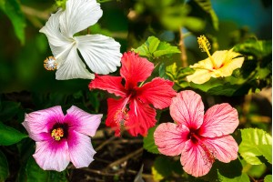 Hawaii Hibiscus 
