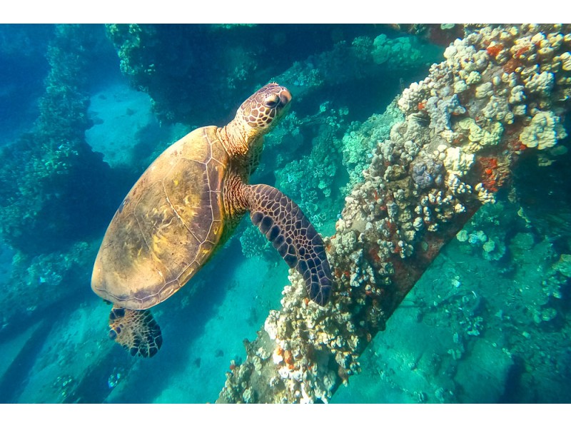 green sea turtle underwater at coral covered pier pole