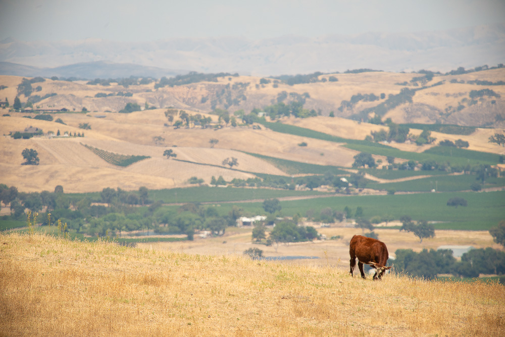 cow grazing in field in paso robles
