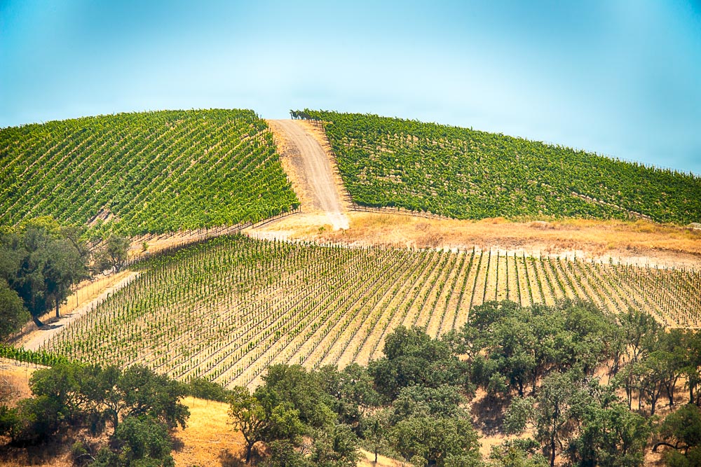vines in curvy lines in the wine country of paso robles