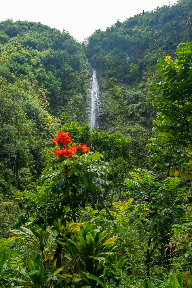 Waimoku Water Fall between lush green vegetation and red flowers on Maui island