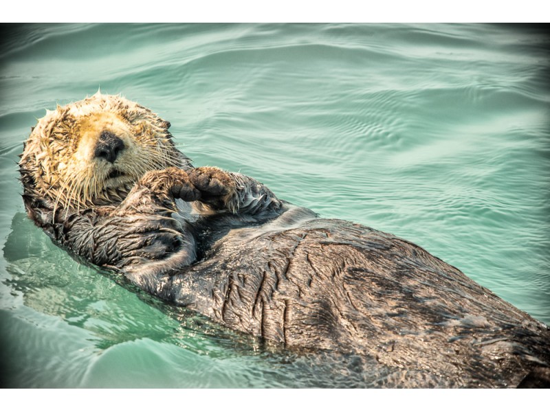 alaska sea otter photography