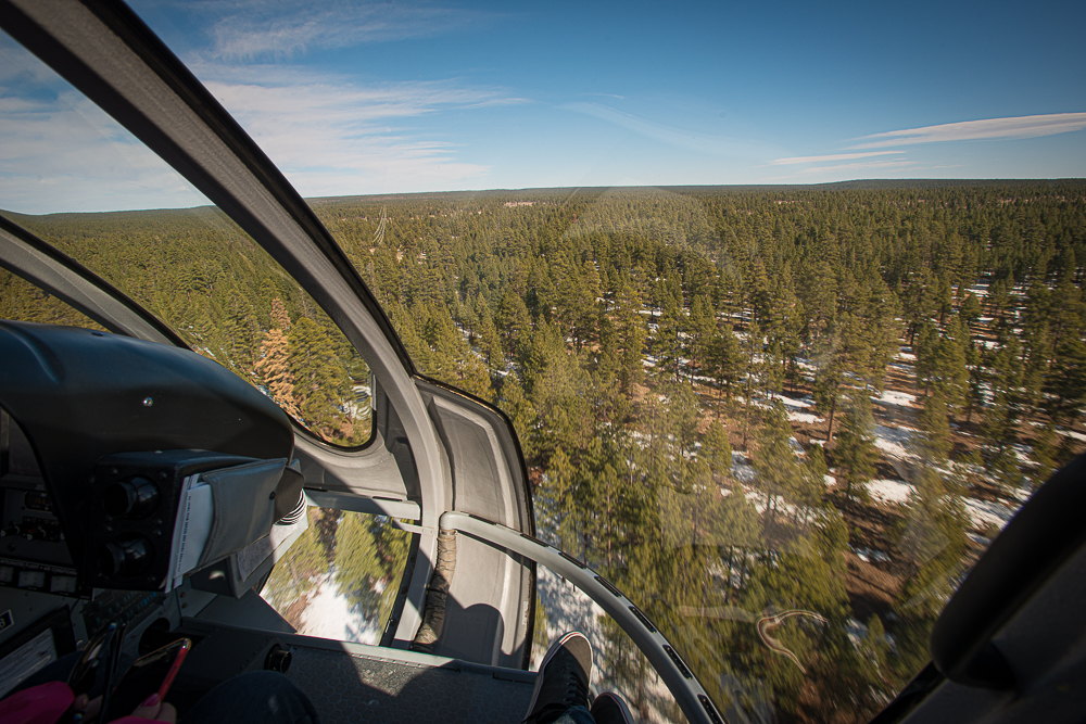 arizona flying in helicopter over kaibab national forest south of grand canyon