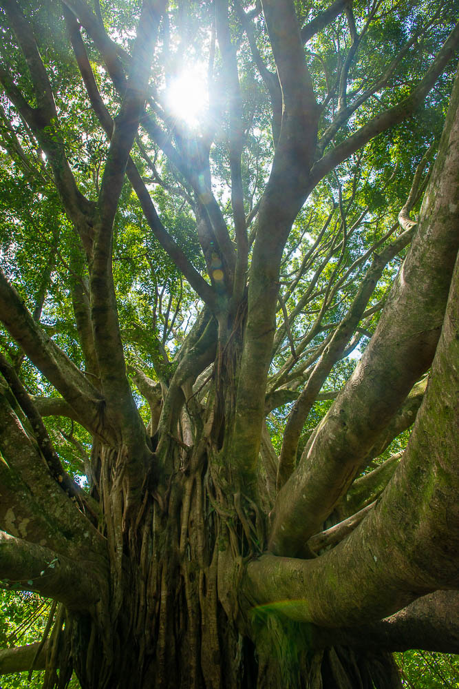banyard tree on pipiwai trail on hawaii island