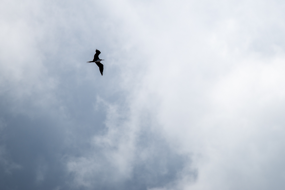 bulwer petrel bird in sky at maui hawaii