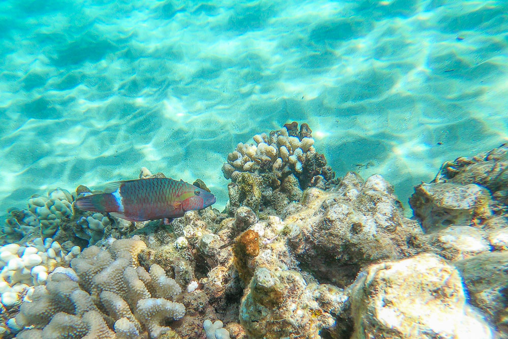 colorful hawaii fish at north kaanapali beach