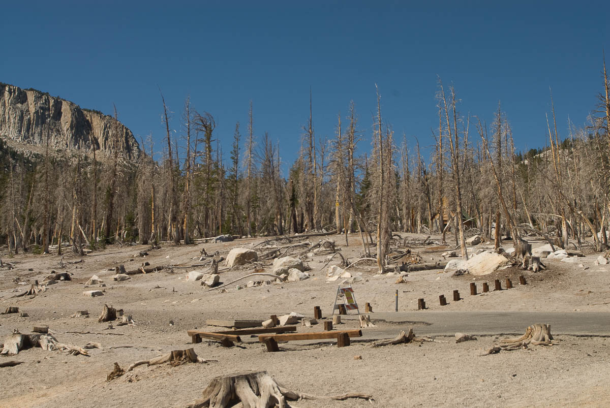 dead trees at horshoe lake in mammoth lakes california