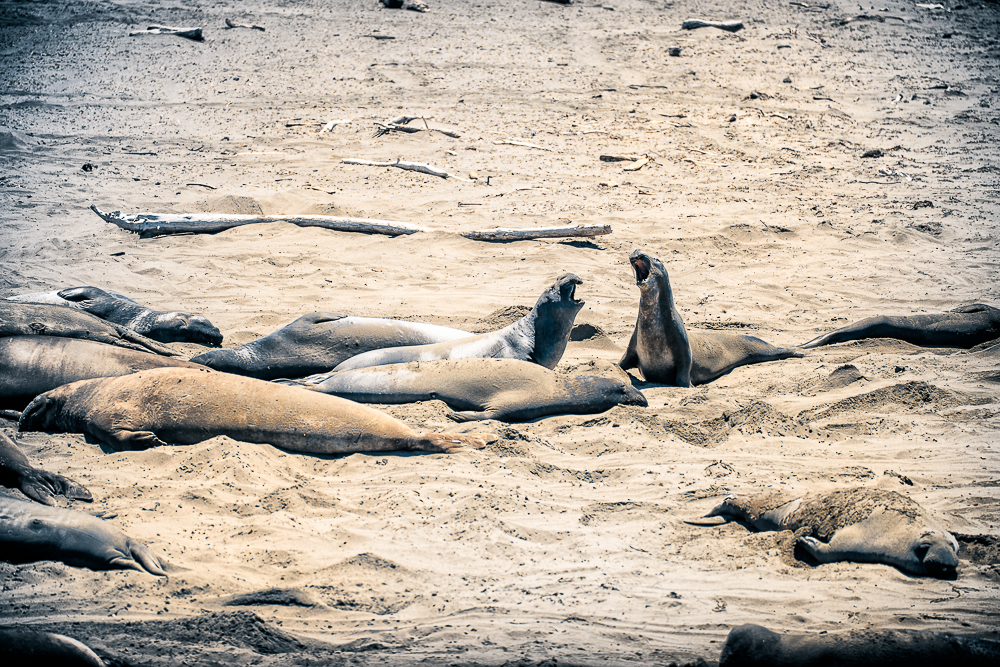 elephant seals on the beach in california
