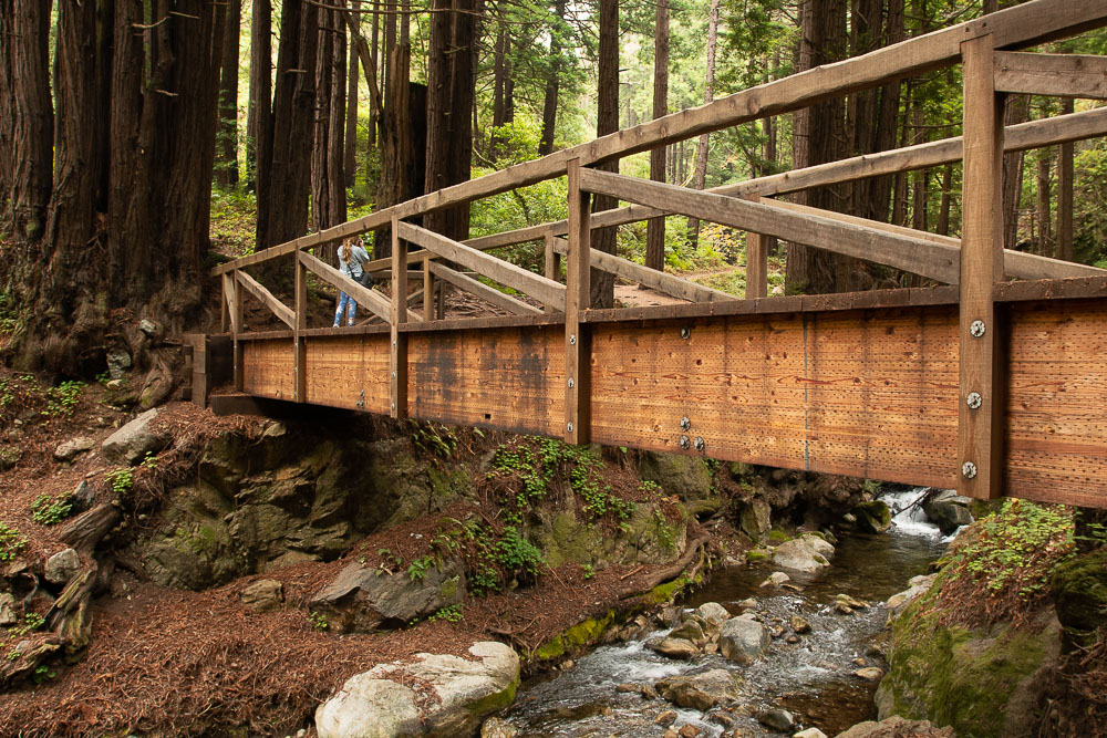 girl taking pictures of blue jays on bridge in limekiln redwood forest in big sur