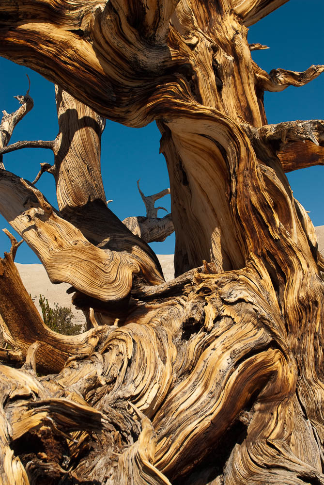 gnarly bristlecone pine tree