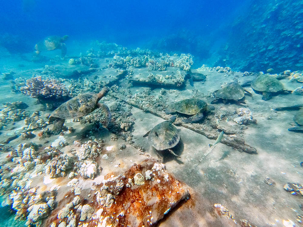 green sea turtles hanging out on bottom at mala pier beach in maui