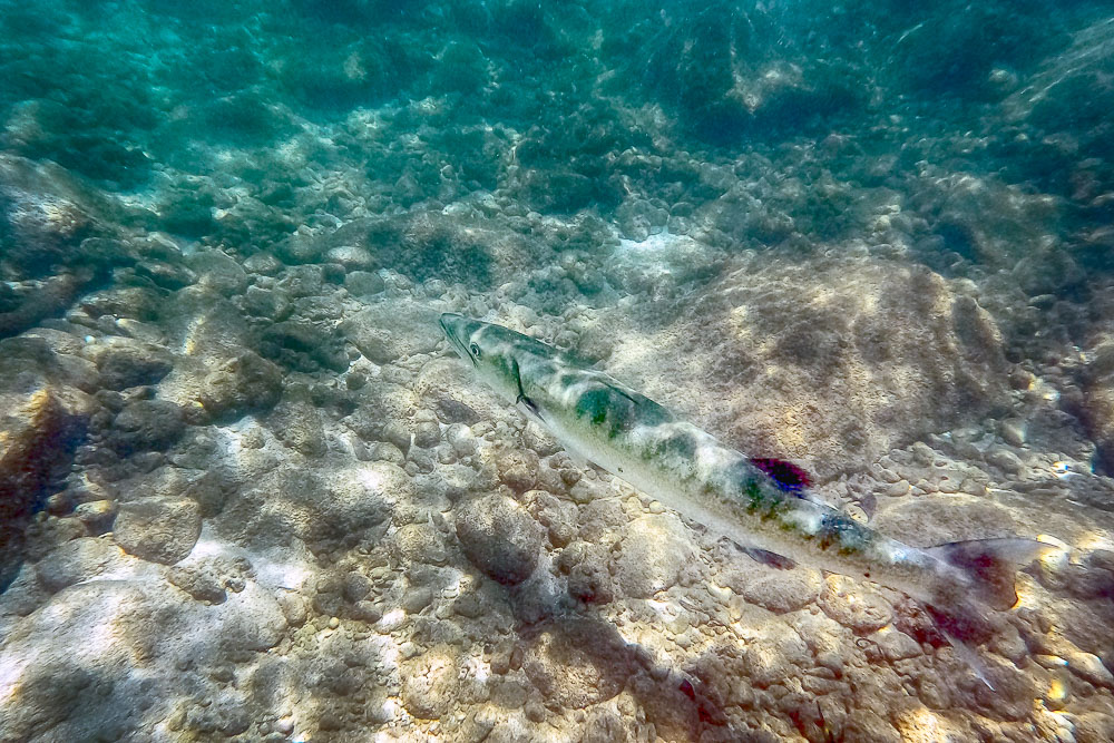 kaku barracuda in maui hawaii