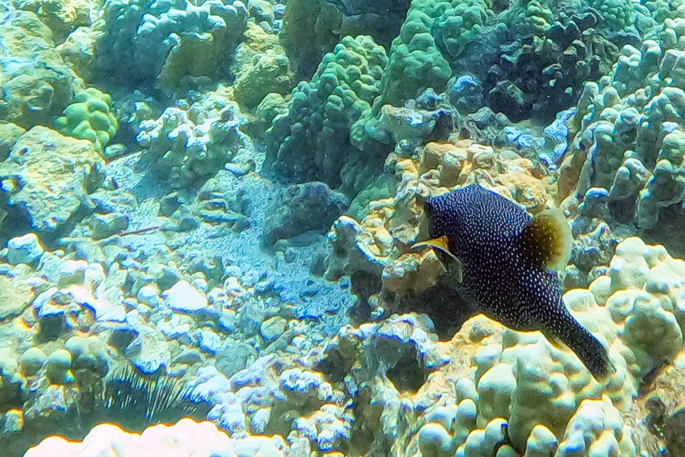 moa spotted boxfish above corals in maui hawaii