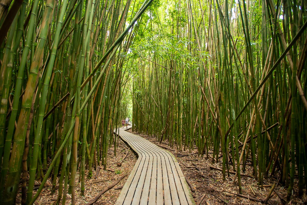 path through bamboo forest on pipiwai trail on hawaii island