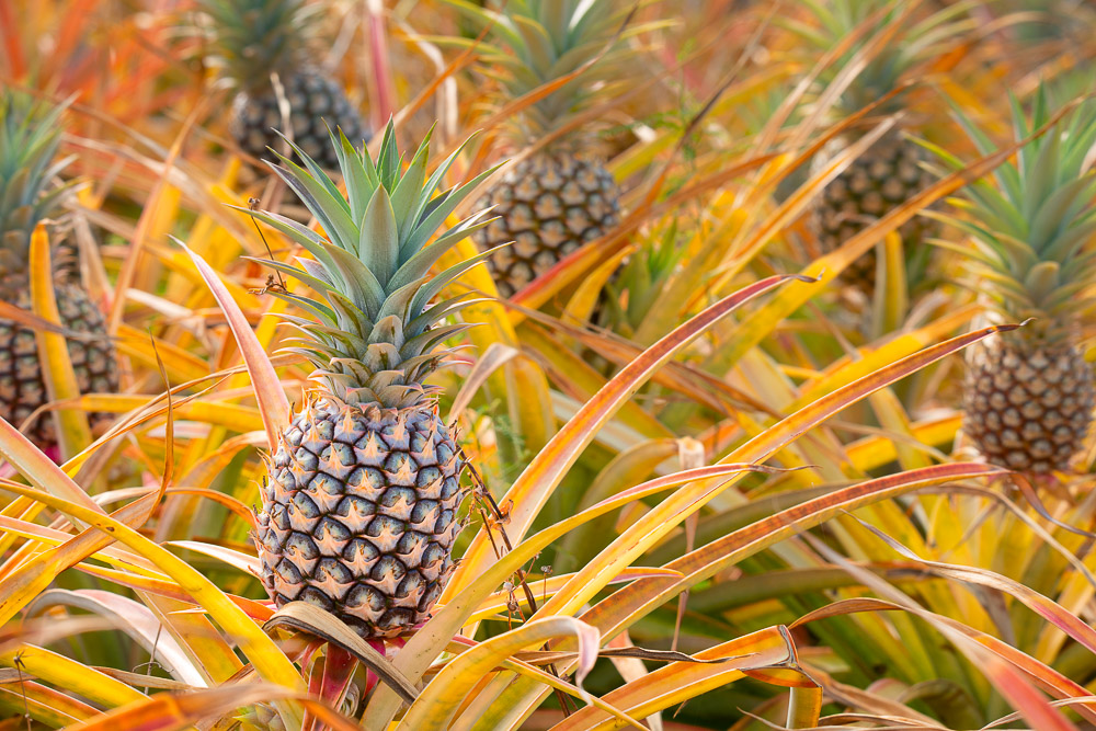 pineapples on maui hawaii