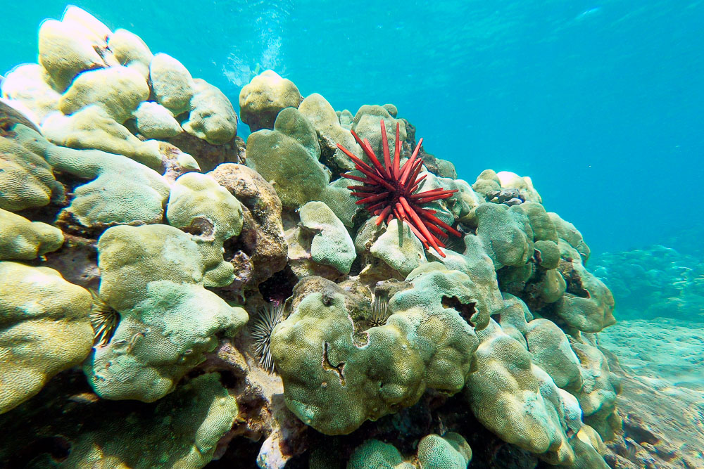 red pencil urchin maui hawaii on coral