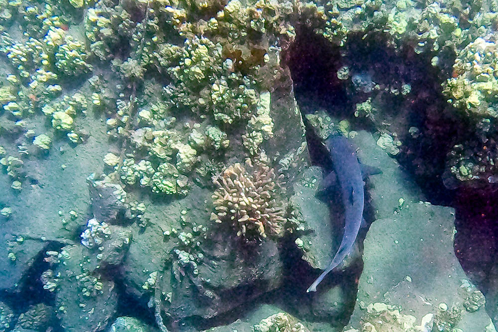 reef shark at mala pier reef