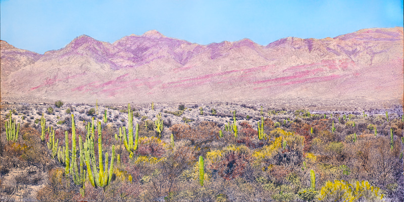 saguaro national park handcolored saguaro scene