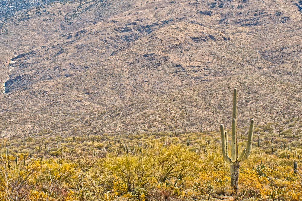 saguaro national park one saguaro in front of many saguaros