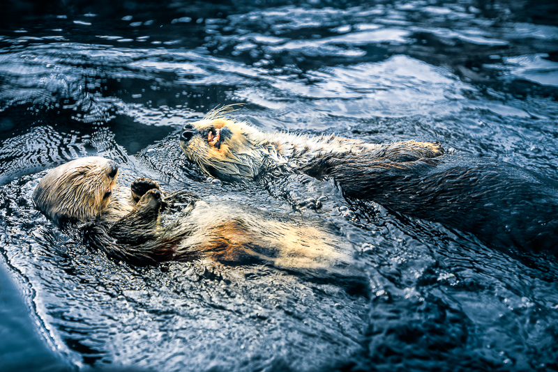 sea otters at the monterey bay aquarium